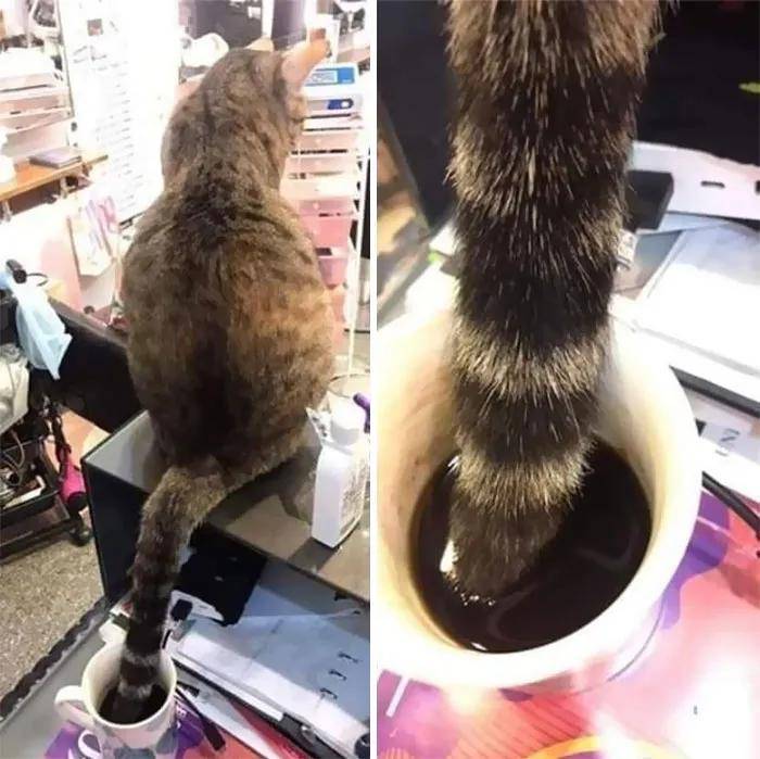 “自从养了猫,我的脾气越来越好了”