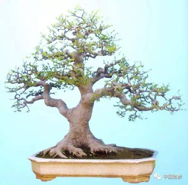 朴树盆景,别具特色!