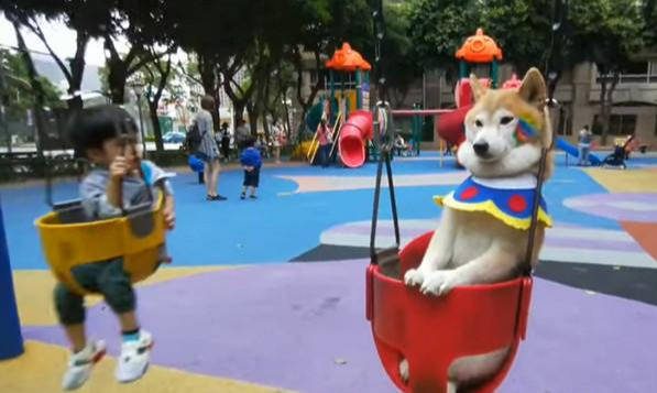 柴犬4大缺点!光是倔强不听话这一点,就让主人崩溃!