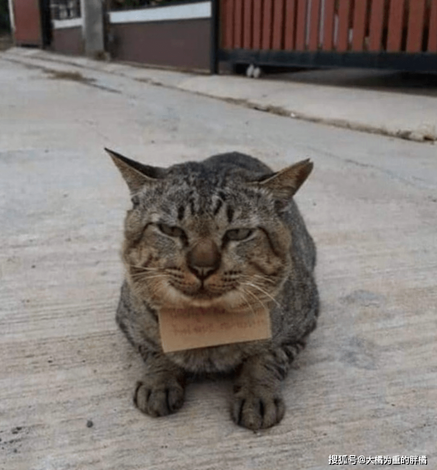 狸花猫在外玩耍三天,回家时却带着一张纸条,原因让人哭笑不得