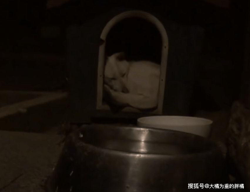 14岁老狗咬伤主人被训斥,一气之下外出流浪,一年来吃喝却在家里