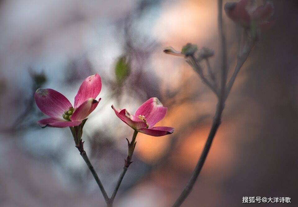 大洋诗歌:我在你的歌声里,胡思乱想逃跑的方向