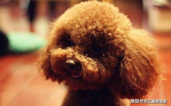 狗狗也会有叛逆期,当泰迪出现下面6个行为,说明它也叛逆了