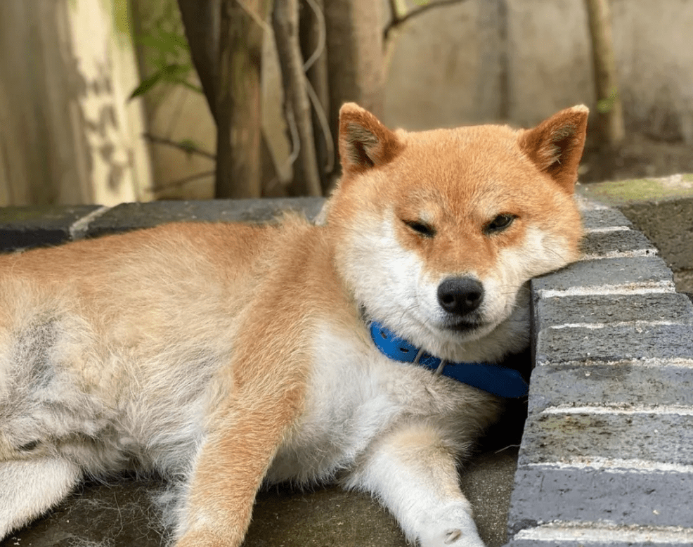 墙上的三只柴犬,走红后成了“景点”,院内生活很有情调