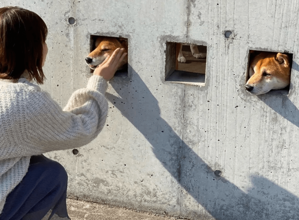 墙上的三只柴犬,走红后成了“景点”,院内生活很有情调