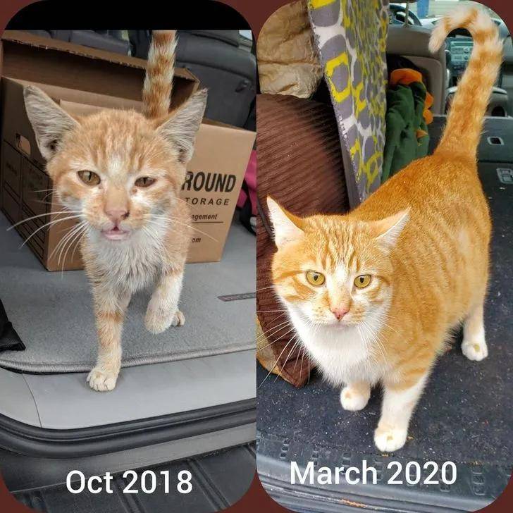 15只猫咪收养前后的对比图,看完后满满的惊喜和感动!