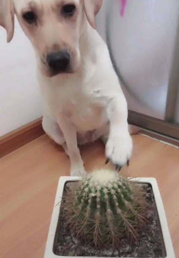 狗狗被忽悠摸仙人球,不料一巴掌拍下去,主人直喊疼疼疼!