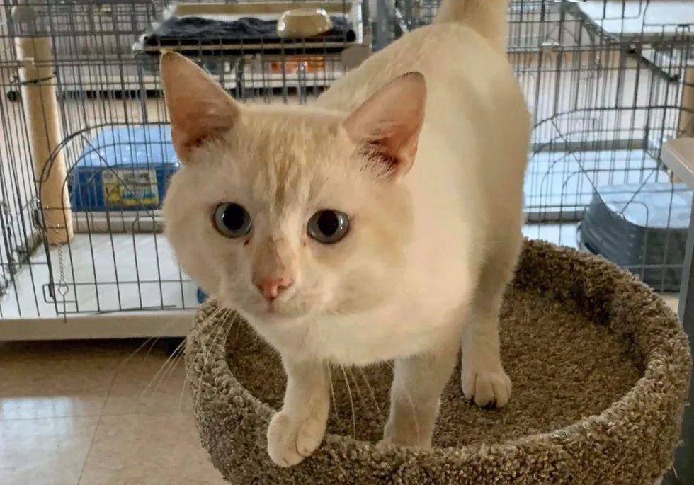 坐电动轮椅去领养猫,很多猫都被吓跑,唯有它敢主动接近!