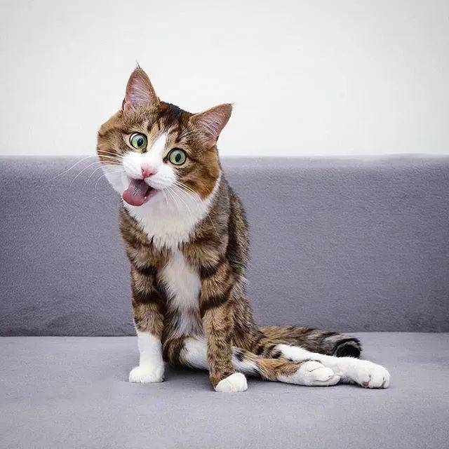 哈哈哈!不行了,这是我吸过最逗的猫
