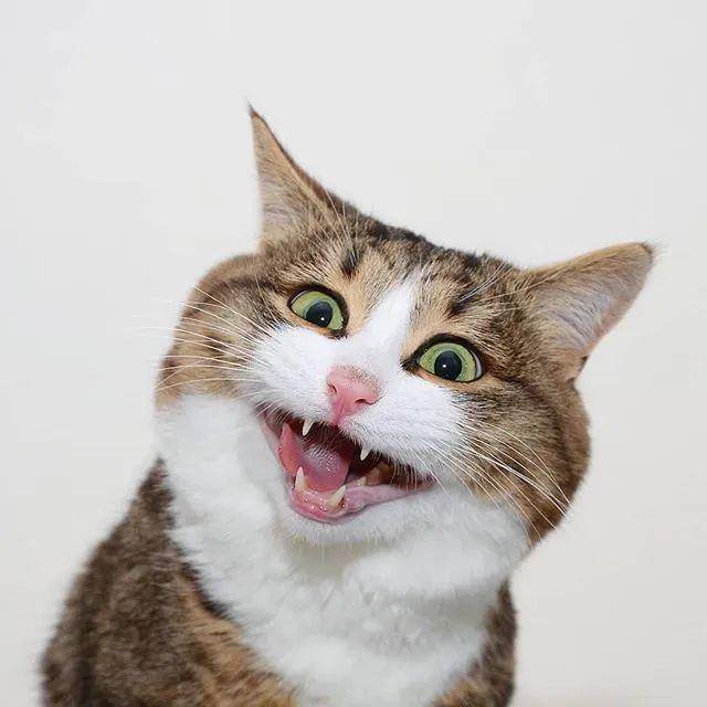 哈哈哈!不行了,这是我吸过最逗的猫