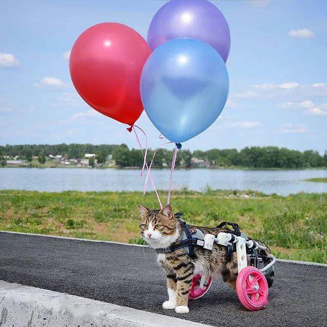 哈哈哈!不行了,这是我吸过最逗的猫