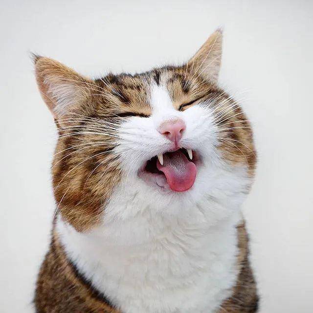 哈哈哈!不行了,这是我吸过最逗的猫