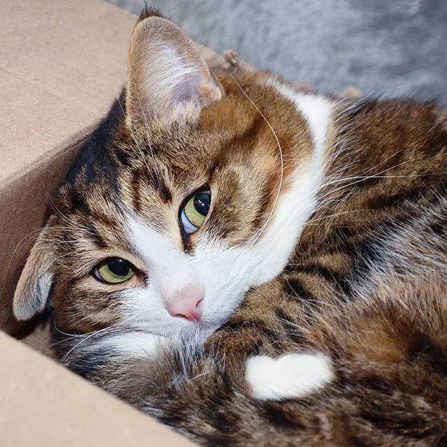 哈哈哈!不行了,这是我吸过最逗的猫