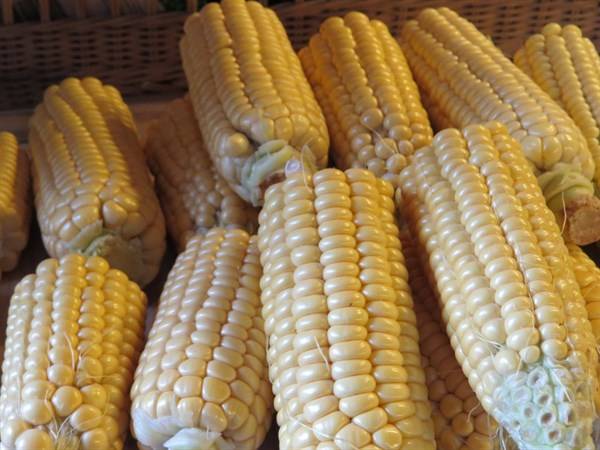 夏天吃玉米的4个好处,别怪没提醒,玉米和一宝搭配是经典美味
