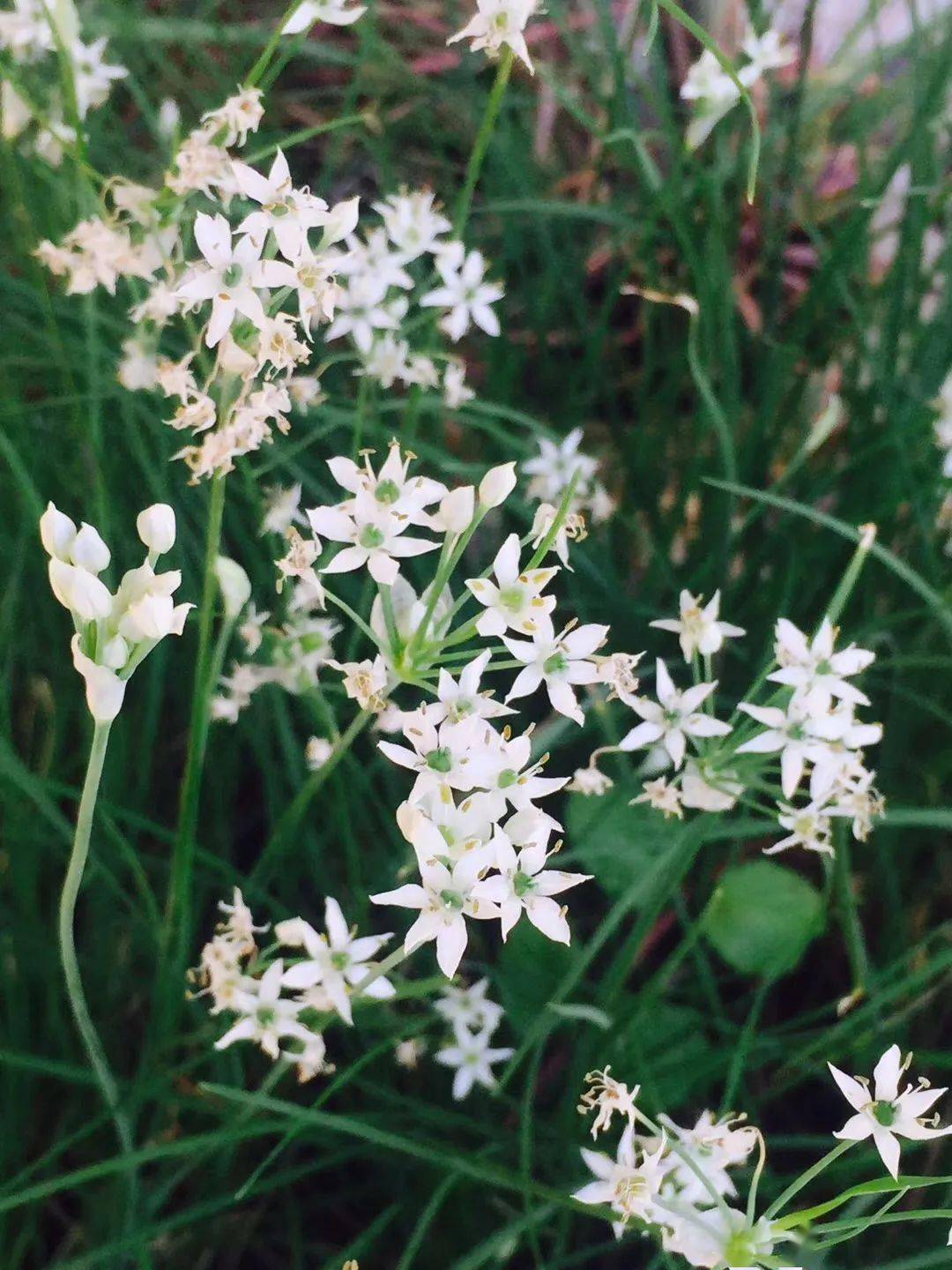 夜读|阳台上的韭菜花