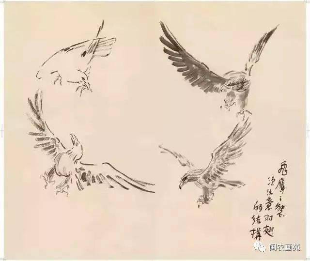 徐悲鸿“手把手”教画花鸟,干货。
