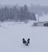 下雪了,别遛狗了,倒也不为别的,就是有点废狗......