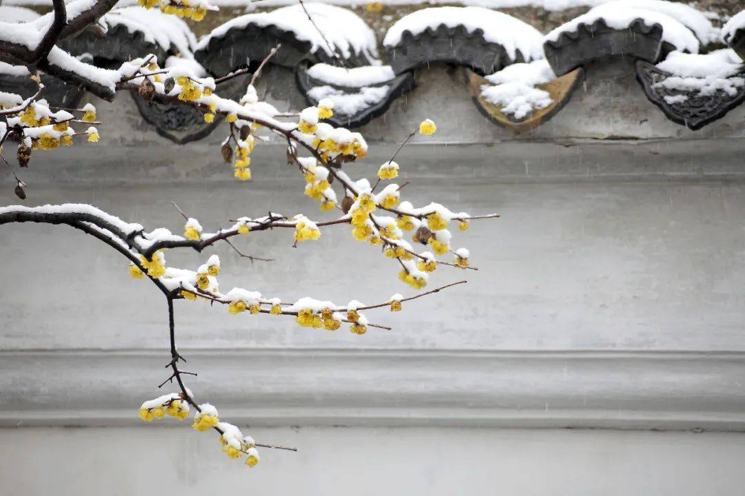冬至数九日,岁月至醇时