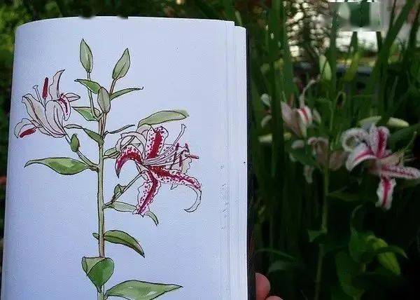 这位老兄弟呀,把自己花园植物画了个遍..