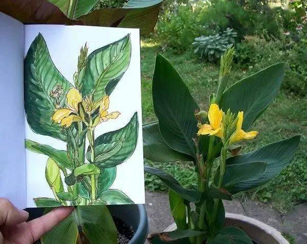 这位老兄弟呀,把自己花园植物画了个遍..