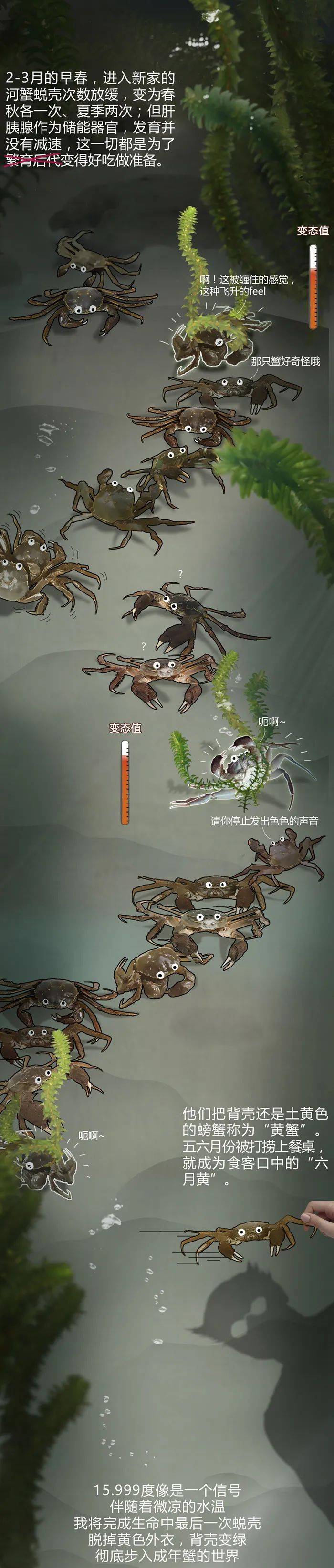 蟹塘梦幻曲