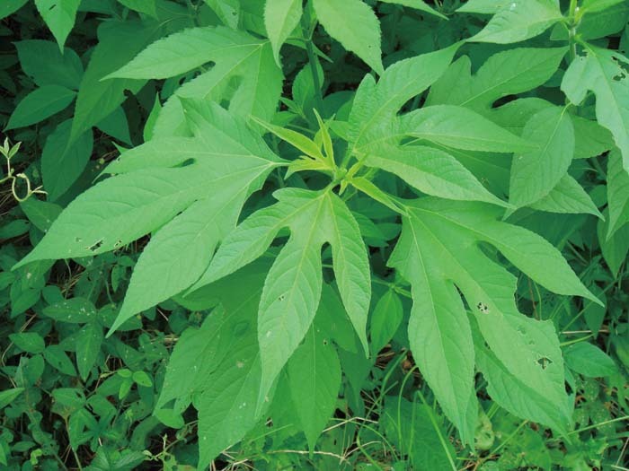 这些植物,碰不得