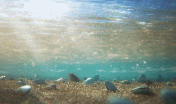 海浪的泡沫,沙粒的质感,小鸟的羽毛,这个动画简直细致得可怕!
