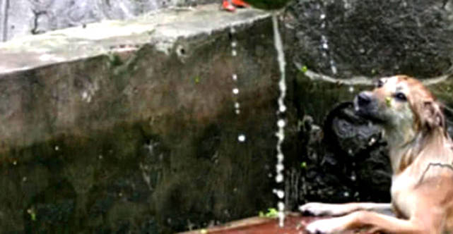 流浪狗掉入水池中,趴在岸边瑟瑟发抖,男子看后丢下木板救助