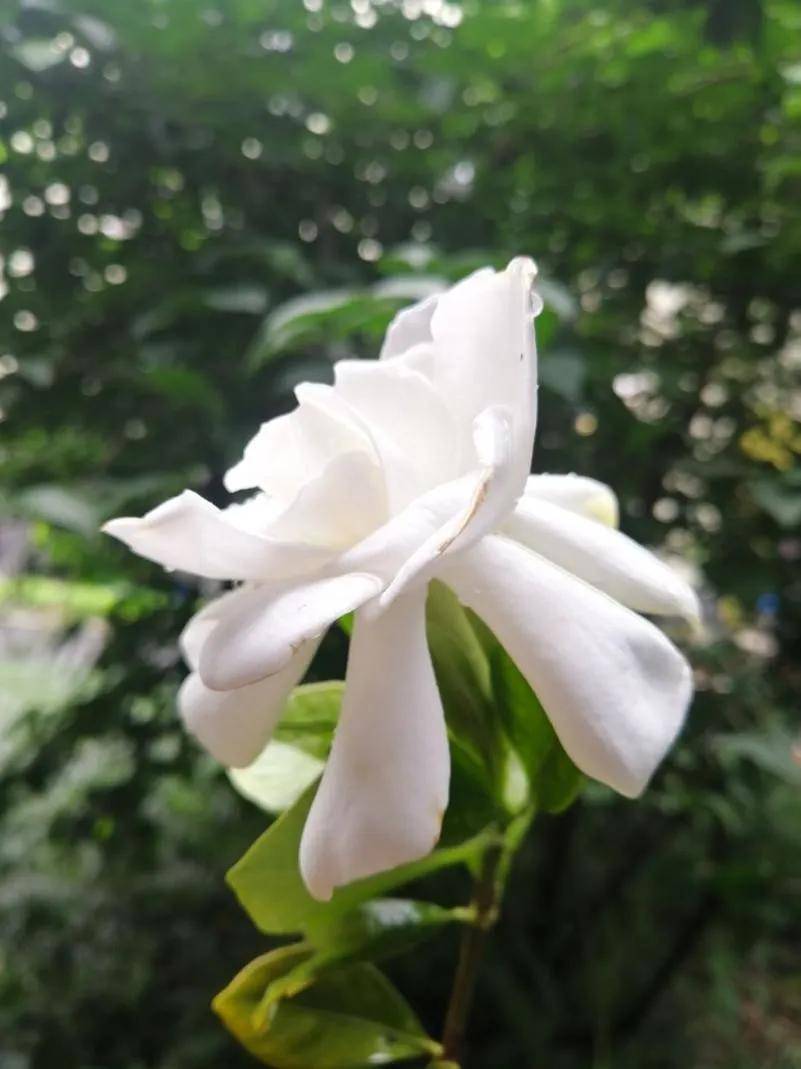 【花开】栀子花开芳菲重工