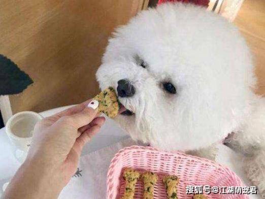 这6种食物是比熊犬“最爱”,而且还很常见