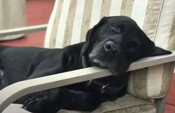 网友用搜查犬最爱的网球当做它的退休惊喜礼物,狗狗看见后乐疯了