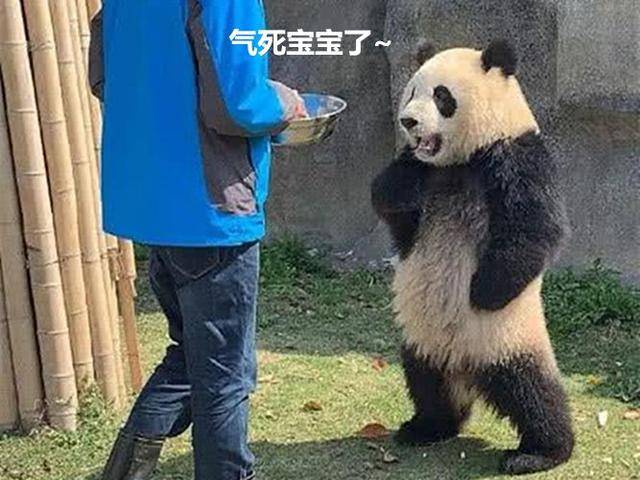 动物园工作人员晒熊猫,其中一只很吸睛:这是生着生着没墨了吗