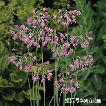 花葱的世界,您请了解一下呗