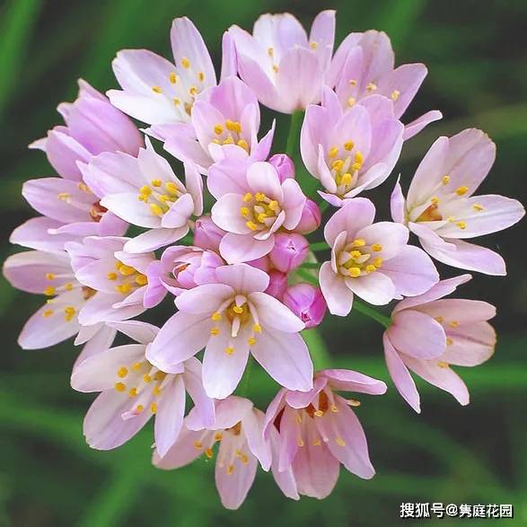 花葱的世界,您请了解一下呗