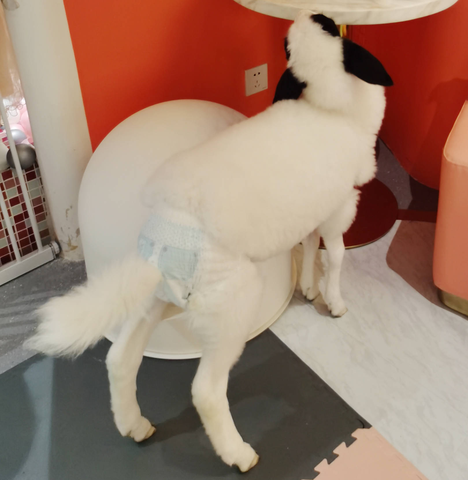 时尚编辑逛鸭店,王思聪王珞丹爱的万元鸭到底有多好撸?丨【嗨!POP】