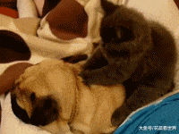 搞笑GIF:大姐,怨不得别人,这事故你得负全责啊