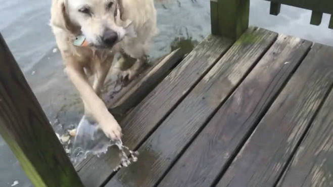 狗狗紧盯着水面不动,片刻后猛的窜入水中,上来后有了额外收获