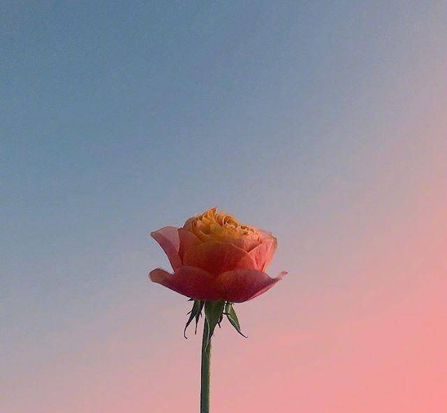 人生如此匆忙也要懂得停下来欣赏路边的美景