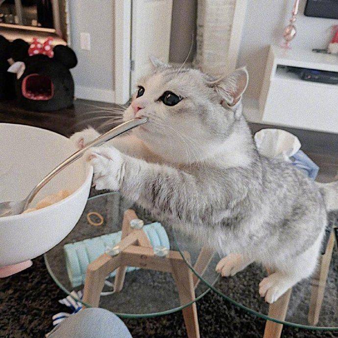忙碌了半天的猫师傅最终选择吃软饭