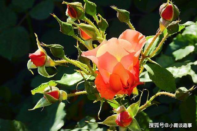 很入心的人生感悟句子,经典现实,催人奋进