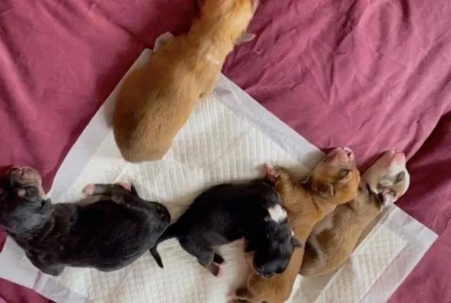 狗子的世界有点乱,怀孕柯基生下5个不同品种的幼犬