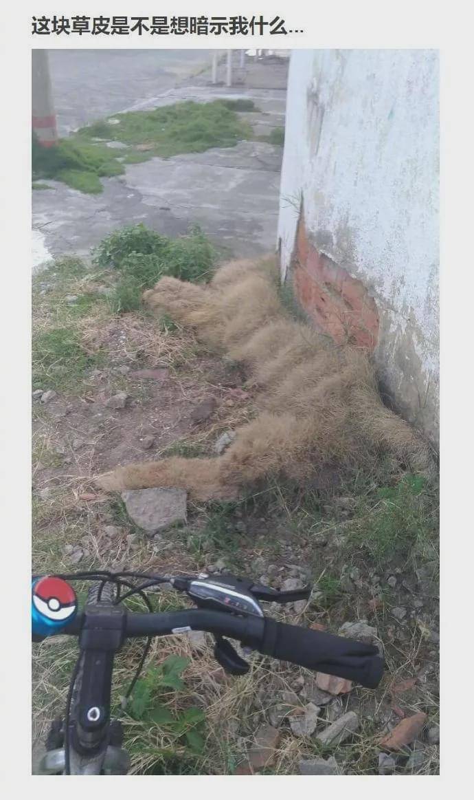 世界上有一种“猫毒”,中了这种毒的人天天看啥都像猫
