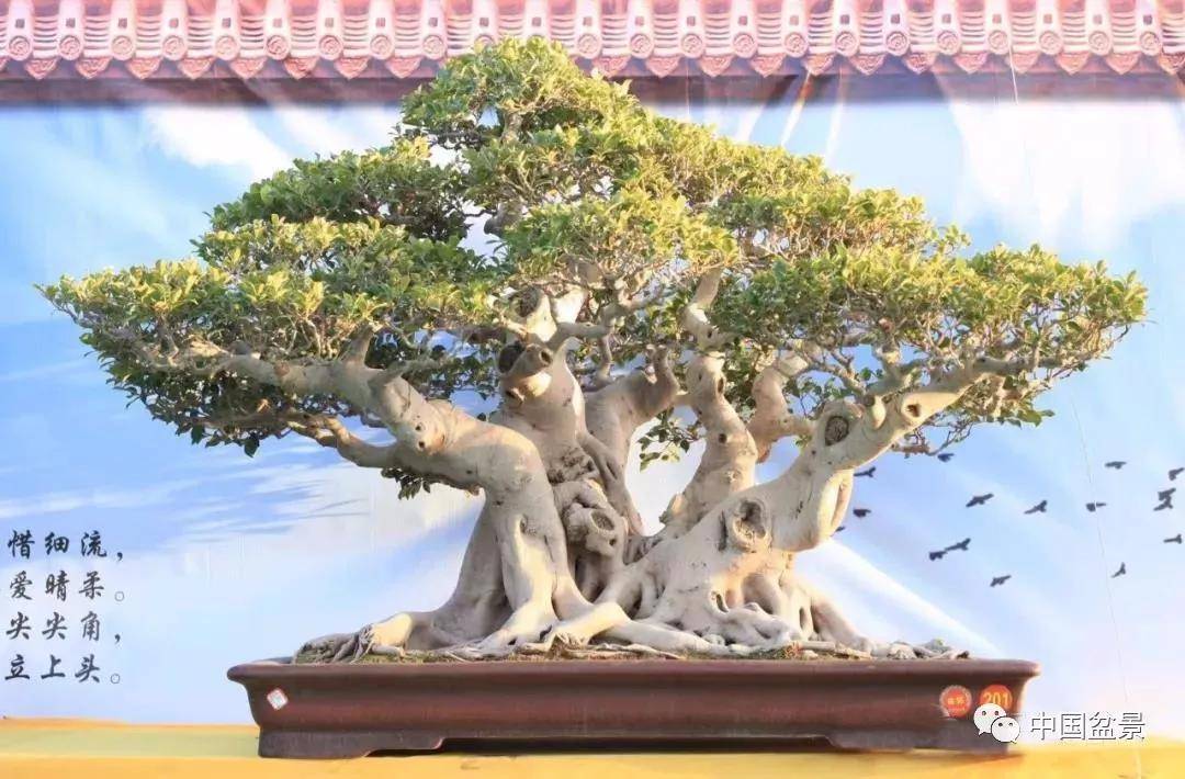 盆景各有各的玩法,不用攀比