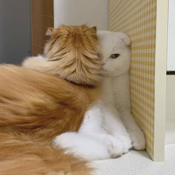 猫受委屈是什么样?