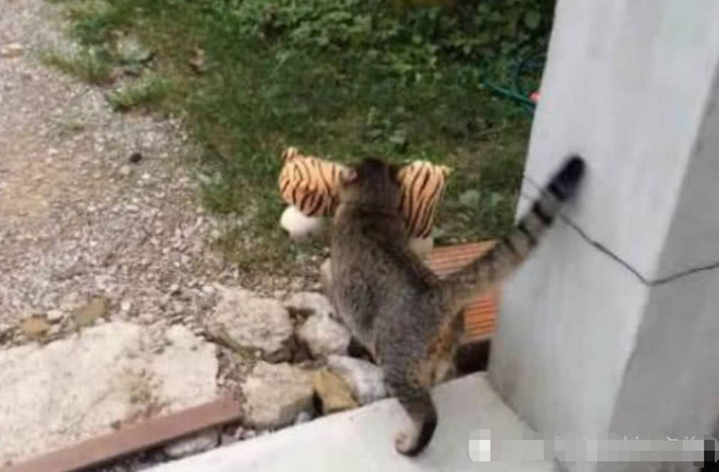 猫咪叼回一只小老虎,吓出主人一身冷汗,打眼一看虚惊一场