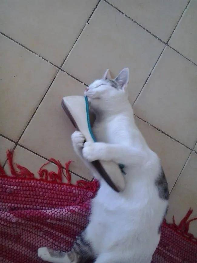 猫咪:“主人的臭鞋,真让本喵爱不释手”