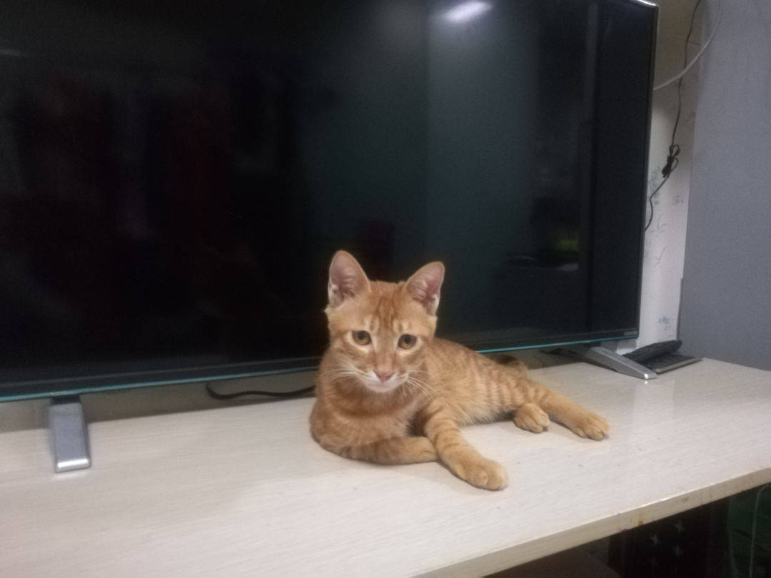 小猫咪被领回家,和狗子相处太融洽了,甚至把铲屎官都晾在一边