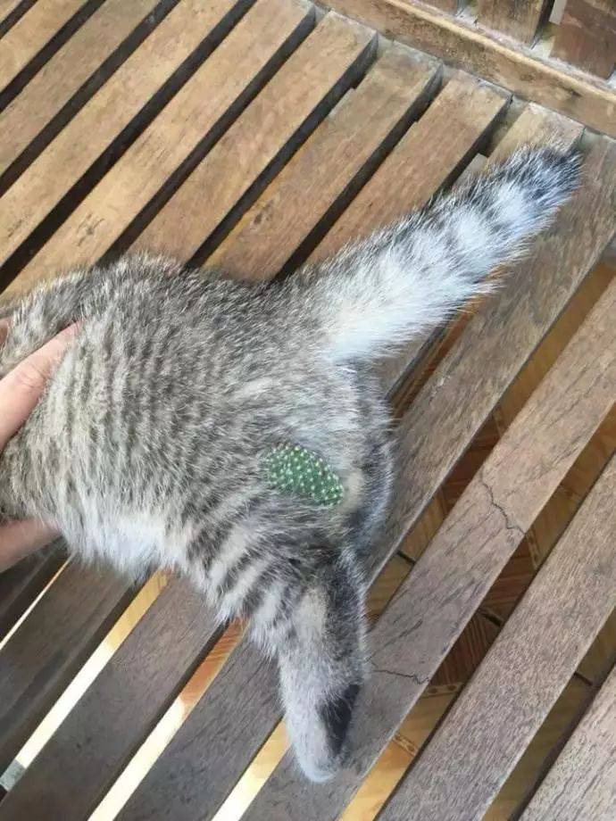 猫咪后腿发现不明物体,仔细一看原来背后隐藏重大“血案”