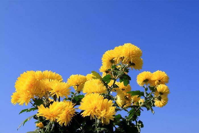 重阳节与菊花有着怎样的关联?