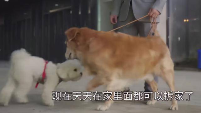 搜救犬图图的退休生活:成小区明星,遇见其它狗会走正步,还拆家
